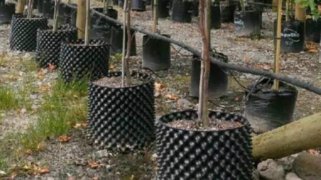 Máquina para fazer vasos de flores de ameixa de raiz de plástico